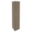 Вяз