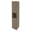 Вяз
